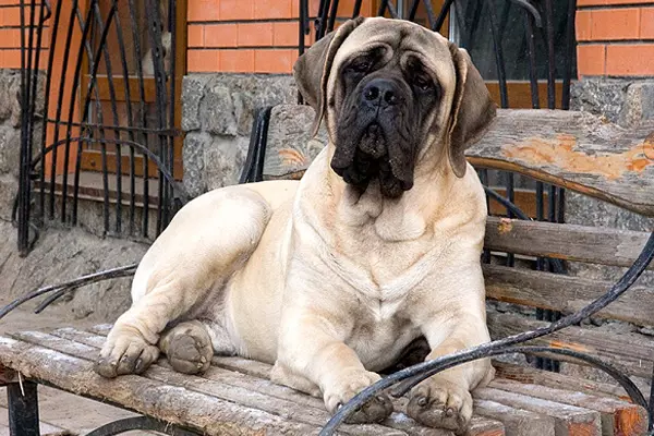 Tiếng Anh Mastiff (58 ảnh): Đặc điểm của chó con của rock mastiff, trọng lượng của một trong những con chó lớn nhất, Tiger Mastiff 12315_3