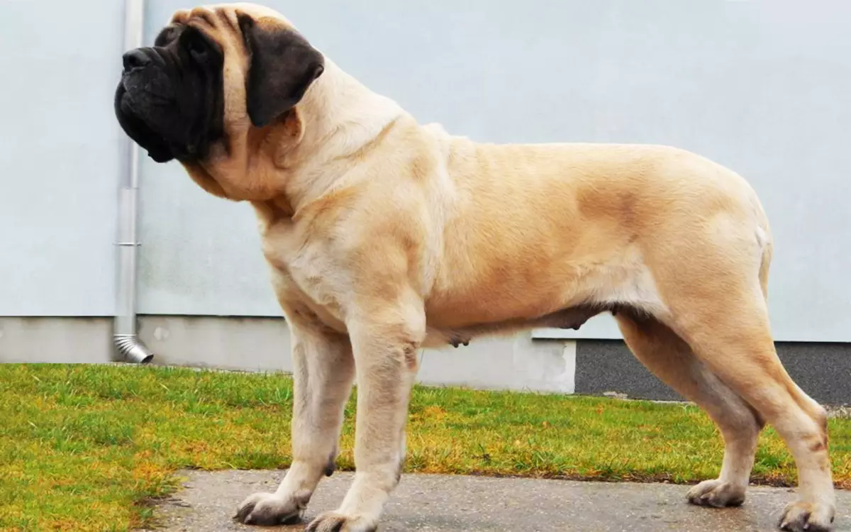 Енглески мастиф (58 фотографија): Карактеристике штенаца роцк мастифа, тежина једног од највећих паса, тиграсти мастиф 12315_30