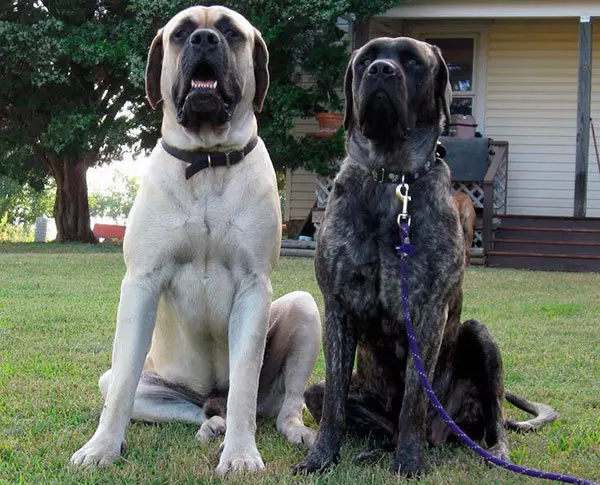 英语獒犬（58张照片）：岩石獒小狗的特点，最大的狗之一，虎獒的重量 12315_32