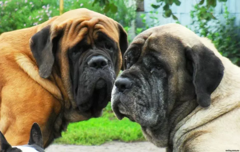 English mastiff (58 photos): Characteristics of puppies of rock mastiff, weight of one of the largest dogs, tiger mastiff 12315_33