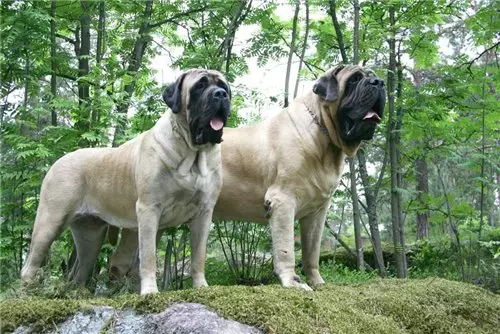 Engelsk Mastiff (58 Billeder): Karakteristika for hvalpe af Rock Mastiff, Vægt af en af ​​de største hunde, Tiger Mastiff 12315_34
