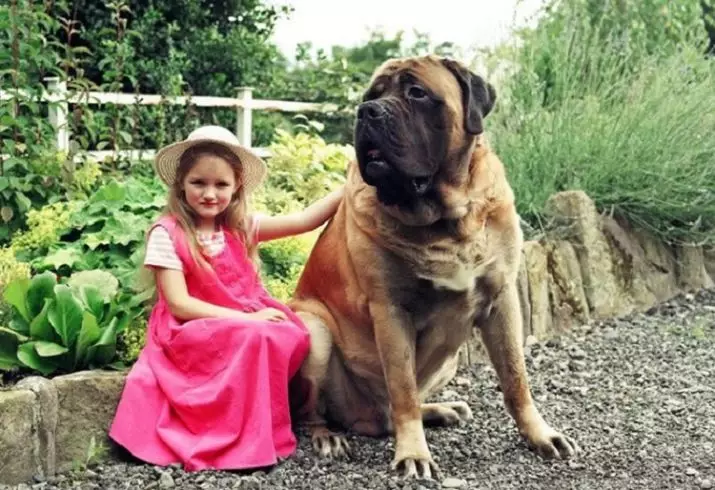 English Mastiff (58 Foto): Ciri-ciri Anak-Anak Mastiff, Berat salah satu daripada anjing terbesar, Tiger Mastiff 12315_36