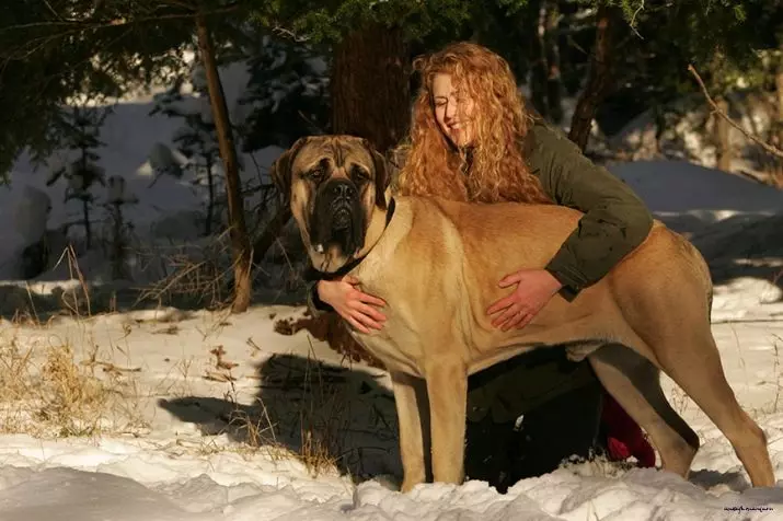 Engelse Mastiff (58 foto's): kenmerken van puppy's van rockmastiff, gewicht van een van de grootste honden, tijgermastiff 12315_37