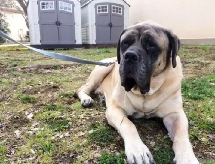 Angle Mastiff (58 foto): Karakteristik nan puppies de wòch mastiff, pwa nan youn nan chen yo pi gwo, Tiger Mastiff 12315_38