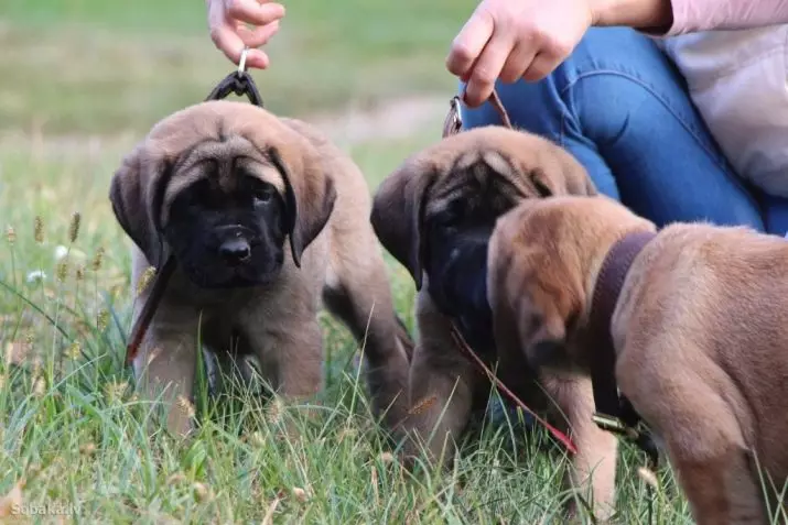 English Mastiff (58 Foto): Ciri-ciri Anak-Anak Mastiff, Berat salah satu daripada anjing terbesar, Tiger Mastiff 12315_39