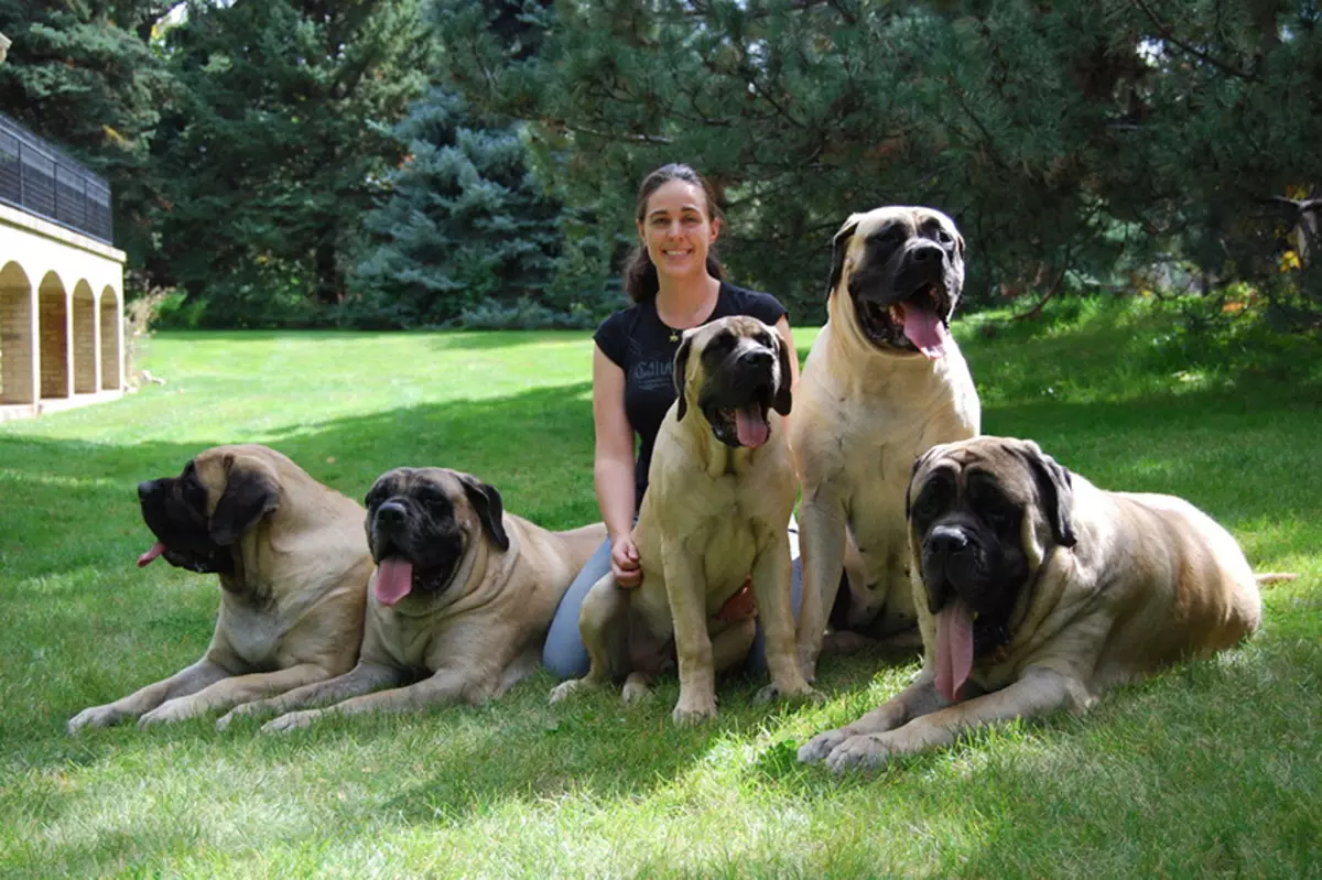 इंग्रजी मास्टिफ (58 फोटो): रॉक मास्टिफच्या पिल्लांची वैशिष्ट्ये, सर्वात मोठी कुत्रे, टाइगर मास्टिफ 12315_4