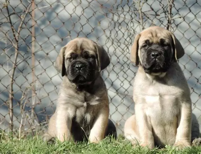 Mastiff ภาษาอังกฤษ (58 ภาพ): ลักษณะของลูกสุนัขของสุนัขพันธุ์ร็อคน้ำหนักของสุนัขตัวหนึ่งที่ใหญ่ที่สุด, สุนัขพันธุ์เสือ 12315_40