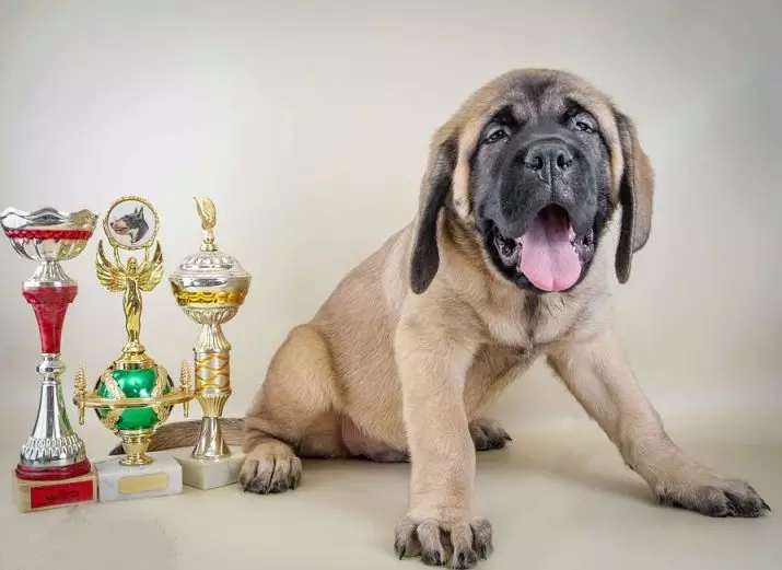 English Mastiff (58 ფოტო): როკ მასტიფის ლეკვების მახასიათებლები, ერთ-ერთი უმსხვილესი ძაღლების წონა, ვეფხვის მასტიფი 12315_43