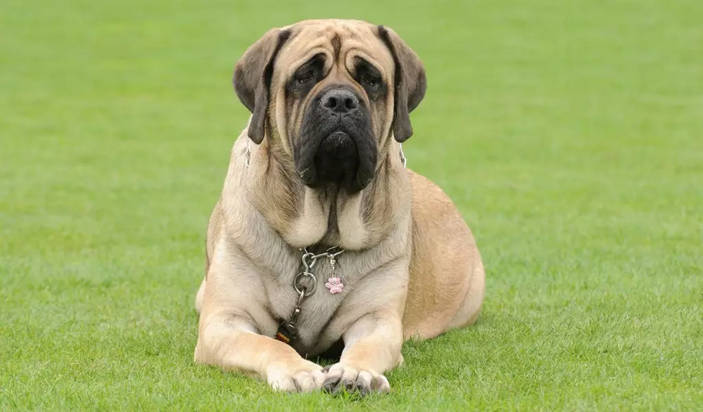 English Mastiff (58 ფოტო): როკ მასტიფის ლეკვების მახასიათებლები, ერთ-ერთი უმსხვილესი ძაღლების წონა, ვეფხვის მასტიფი 12315_46