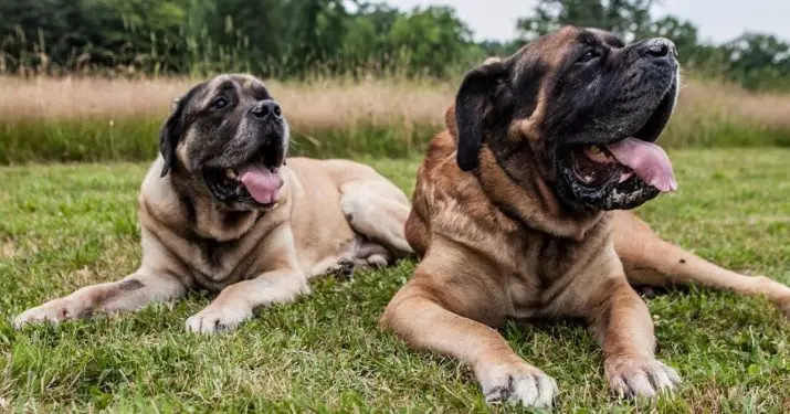 Englesch Mastim (58 Fotoen): Charakteristike vu Welpen vum Rock Mastiff, Gewiicht vun enger vun de gréisste Hënn, Tiger Mastiff 12315_56