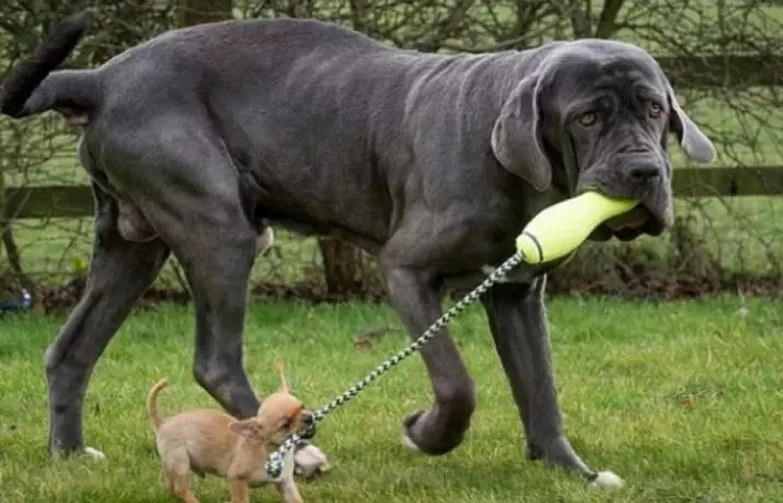 English mastiff (58 photos): Characteristics of puppies of rock mastiff, weight of one of the largest dogs, tiger mastiff 12315_57