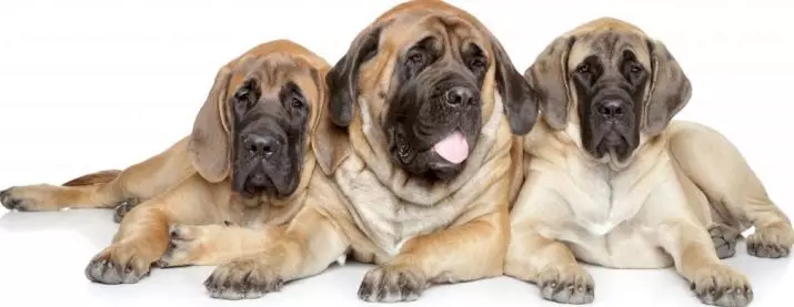 अंग्रेजी मास्टिफ़ (58 फोटो): रॉक मास्टिफ़ के पिल्लों की विशेषताएं, सबसे बड़े कुत्तों में से एक का वजन, बाघ मास्टिफ़ 12315_58