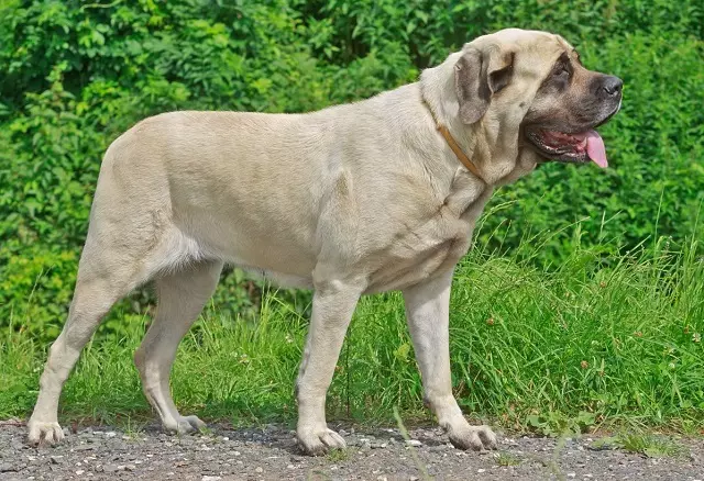 Engelsk Mastiff (58 bilder): Kjennetegn på valper av Rock Mastiff, Vekt av en av de største hundene, Tiger Mastiff 12315_6