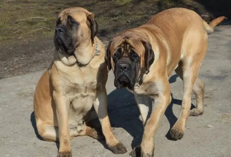 Mastiff Béarla (58 grianghraf): saintréithe puppies de mastiff carraige, meáchan ceann de na madraí is mó, Tíogair Mastiff 12315_7