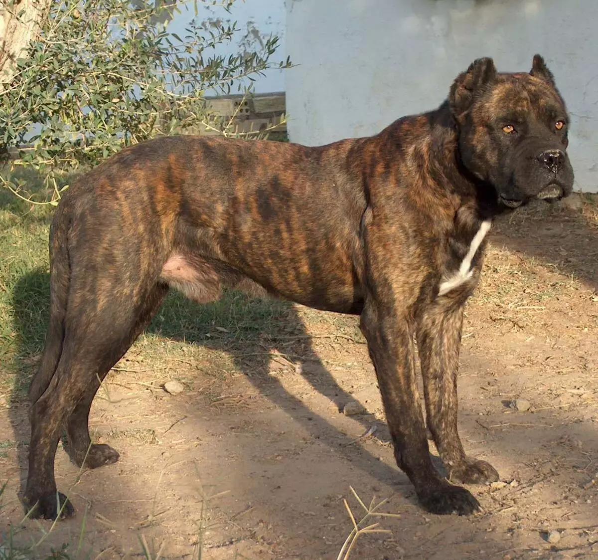 Mastiff ภาษาอังกฤษ (58 ภาพ): ลักษณะของลูกสุนัขของสุนัขพันธุ์ร็อคน้ำหนักของสุนัขตัวหนึ่งที่ใหญ่ที่สุด, สุนัขพันธุ์เสือ 12315_9