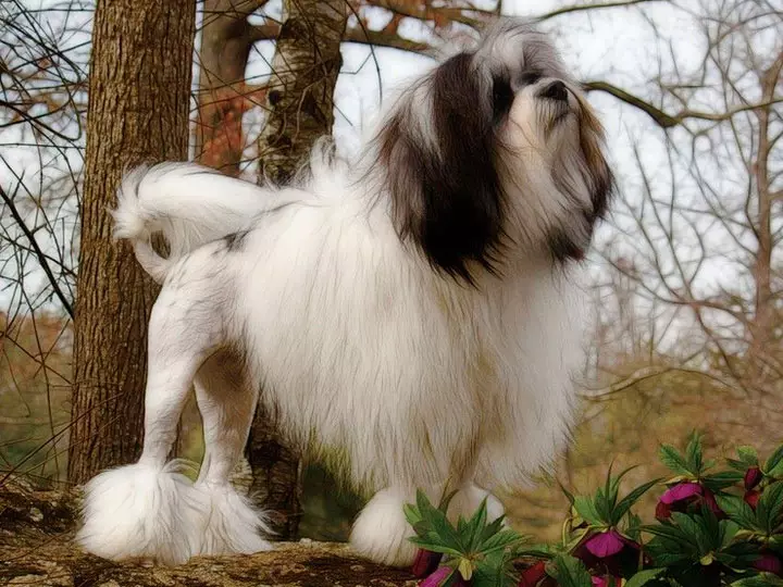 里昂Bishon（30张）：去理发的Levhelens的小狮子犬，对品种的有趣的事实，选择特性 12316_12
