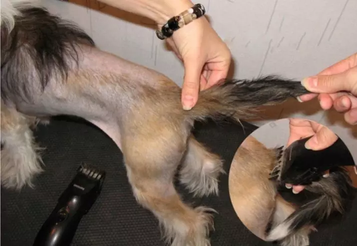 Lyon Bishon (30 foto's): eienskappe van klein leeu honde, interessante feite oor die ras, opsies vir haircuts vir Levhelens 12316_16