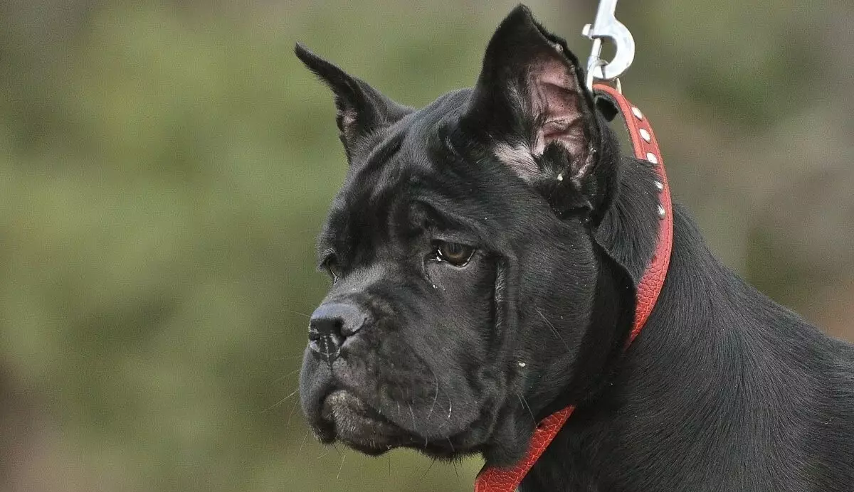 Kane Corso (87 fotos): Descrición Dogs da raza Mastiff italiano, Puppies Standard, comentarios de propietarios 12323_13
