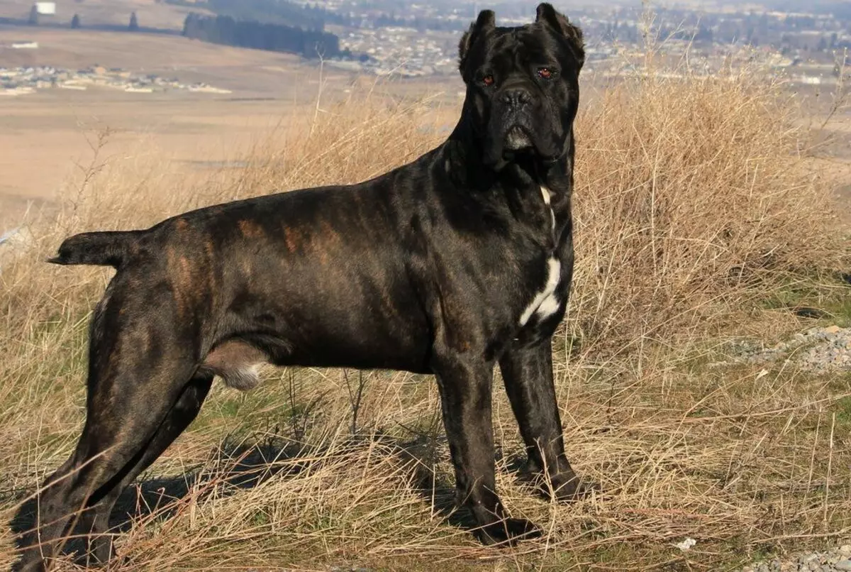 Kane Corso (87 снимки): Описание Кучетата на породата Италиански мастиф, кученца стандарт, мнения на собствениците 12323_19
