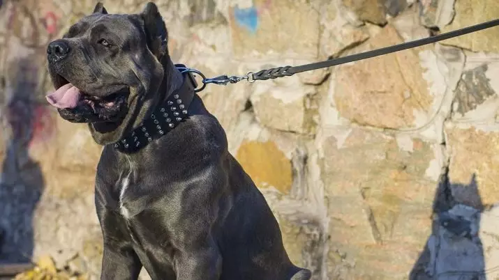 Kane Corso (87 fotot): kirjeldus Koerad tõug Itaalia Mastif, kutsikad Standard, ülevaated omanikud 12323_42