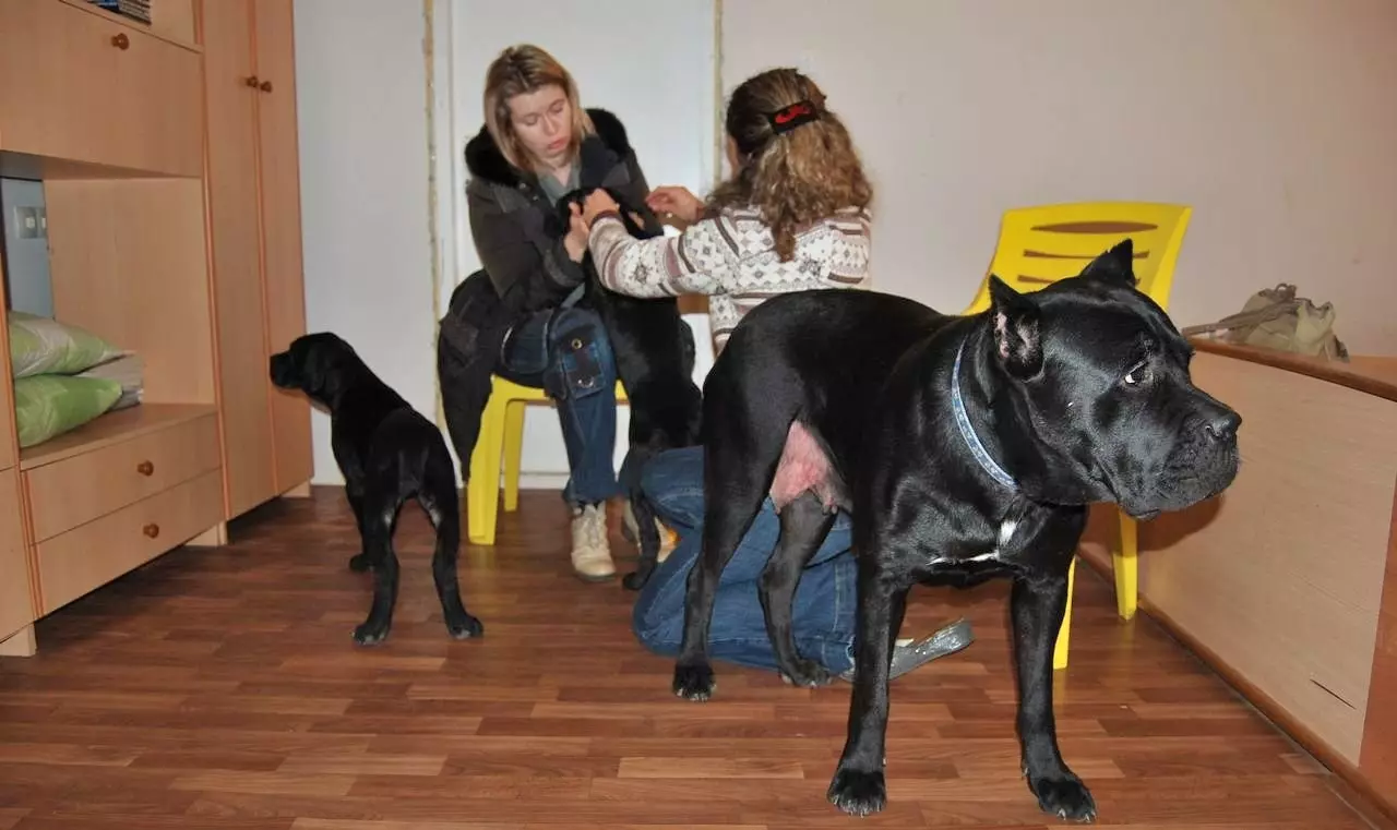 Kane Corso (87 fotos): Descrição Cães da raça Mastiff italiana, Filhotes Padrão, Revisões de proprietários 12323_46