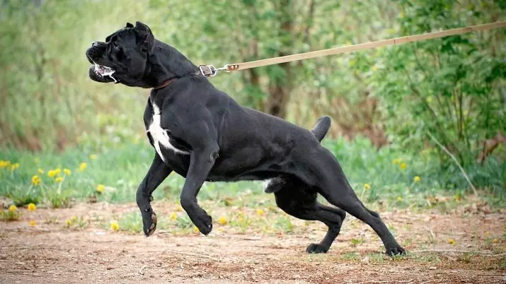 کینی کورو (87 فوٹو): نسل کے کتوں اطالوی ماسٹر، puppies معیار، مالکان کے جائزے 12323_5