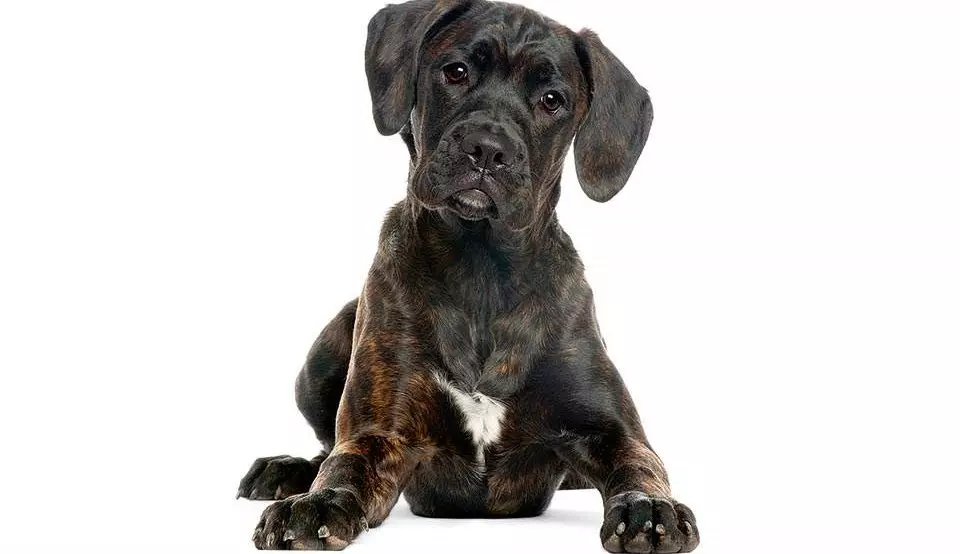 Kane Corso (87 photos): Description Dogs of the breed Italian mastiff, puppies standard, reviews of owners 12323_69