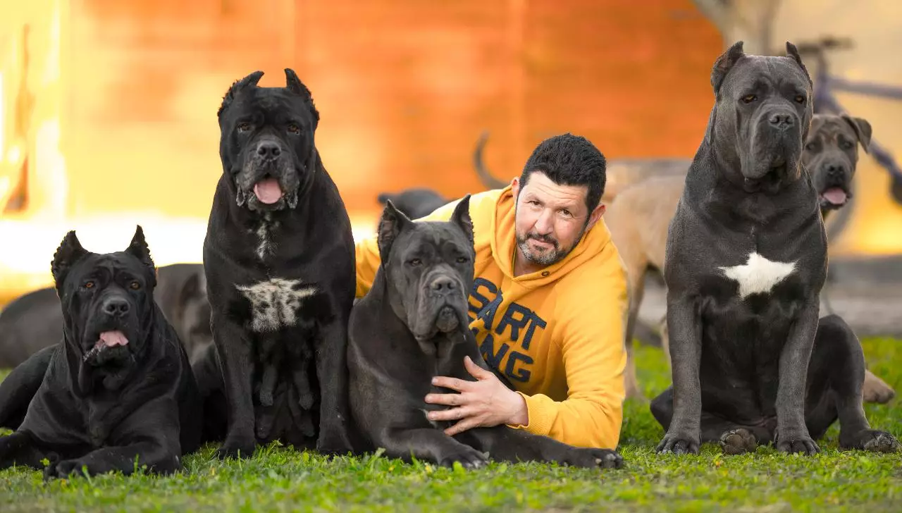 Kane Corso (87 fotos): Descrición Dogs da raza Mastiff italiano, Puppies Standard, comentarios de propietarios 12323_85