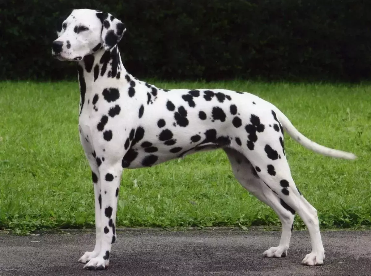 Քանի տարի է ապրում Dalmatians- ը: Dalmatian- ի միջին կյանքի տեւողությունը տանը 12327_4