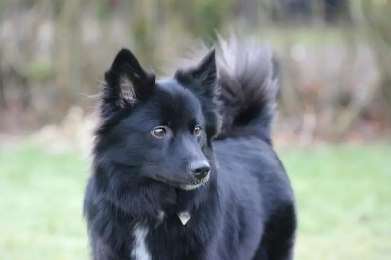 Anjing Islandia (27 Poto): Katerangan The Icelandic Chepherd, eusi anak anjing sareng perawatan aranjeunna 12328_10