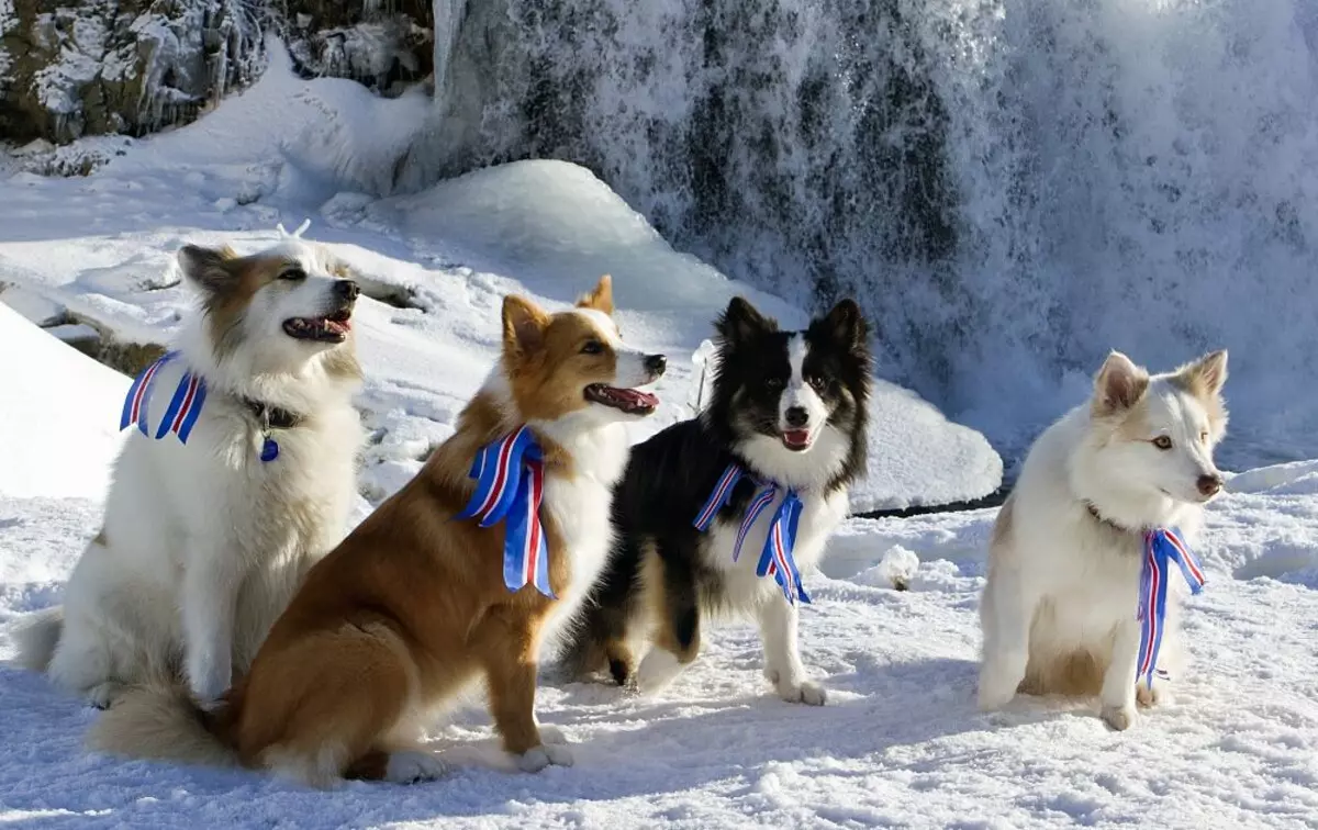 Dog islandese (27 foto): Descrizione del pastore islandese, il contenuto dei cuccioli e della cura per loro 12328_11