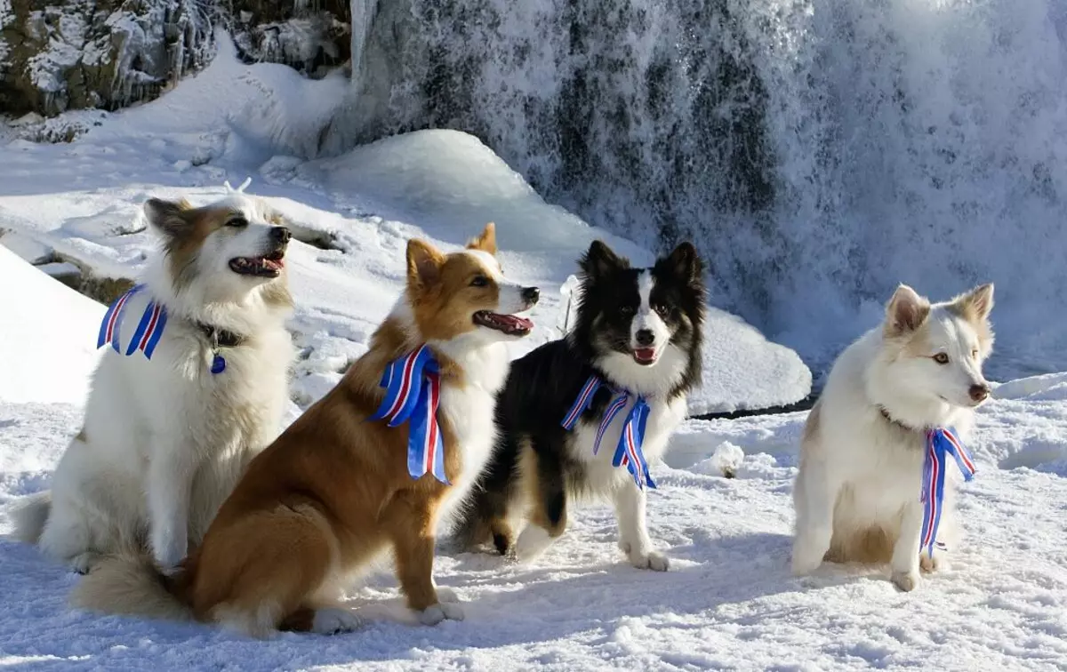 Icelandic dog (27 photos): Description of the Icelandic Shepherd, the content of puppies and care for them 12328_11