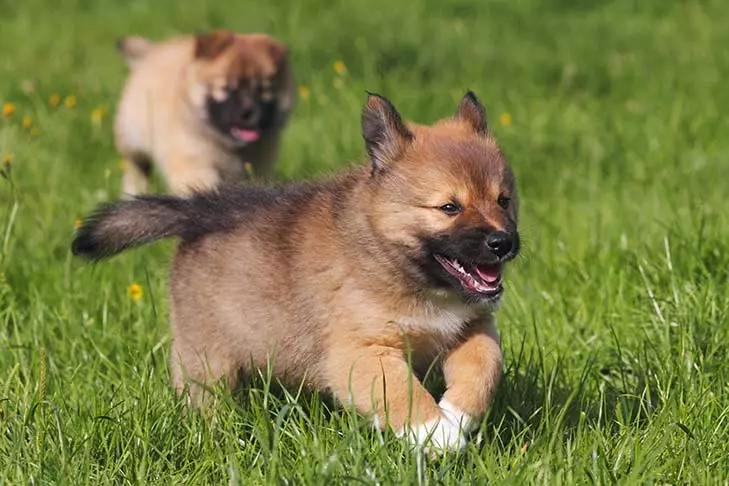 Icelandic dog (27 photos): Description of the Icelandic Shepherd, the content of puppies and care for them 12328_12