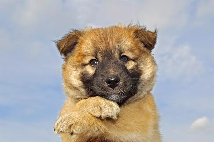 Icelandic dog (27 photos): Description of the Icelandic Shepherd, the content of puppies and care for them 12328_13