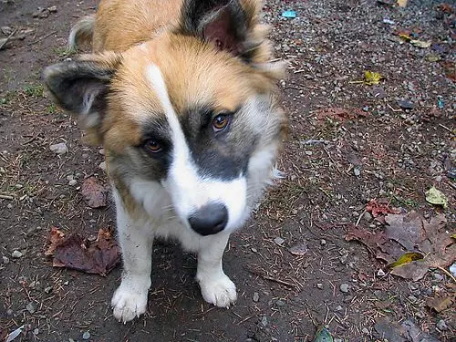 Anjing Islandia (27 Poto): Katerangan The Icelandic Chepherd, eusi anak anjing sareng perawatan aranjeunna 12328_14