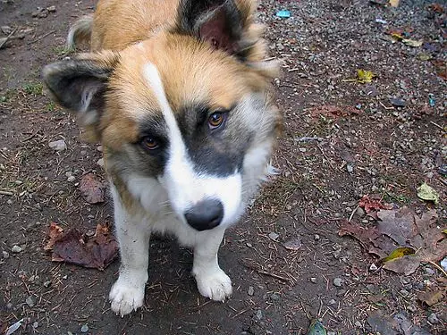 Icelandic dog (27 photos): Description of the Icelandic Shepherd, the content of puppies and care for them 12328_14