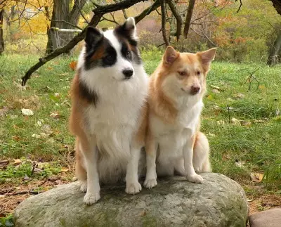 Yslânske hûn (27 foto's): Beskriuwing fan 'e Yslânske hoeder, de ynhâld fan puppies en soarch foar har 12328_15