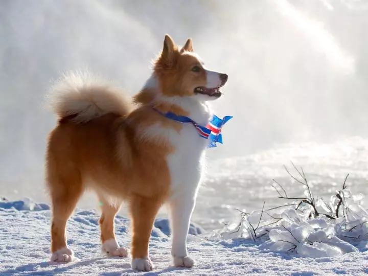 Icelandic dog (27 photos): Description of the Icelandic Shepherd, the content of puppies and care for them 12328_2