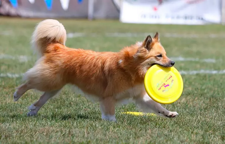 Yslânske hûn (27 foto's): Beskriuwing fan 'e Yslânske hoeder, de ynhâld fan puppies en soarch foar har 12328_25