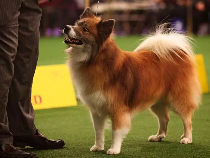 Yslânske hûn (27 foto's): Beskriuwing fan 'e Yslânske hoeder, de ynhâld fan puppies en soarch foar har 12328_27