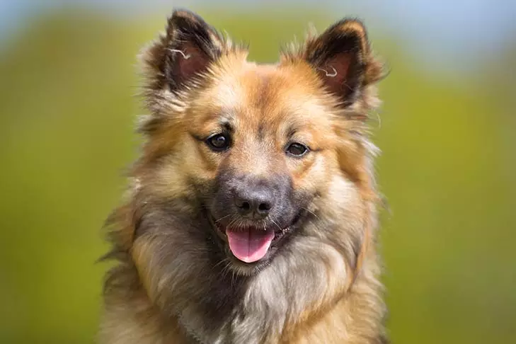 Anjing Islandia (27 Poto): Katerangan The Icelandic Chepherd, eusi anak anjing sareng perawatan aranjeunna 12328_3