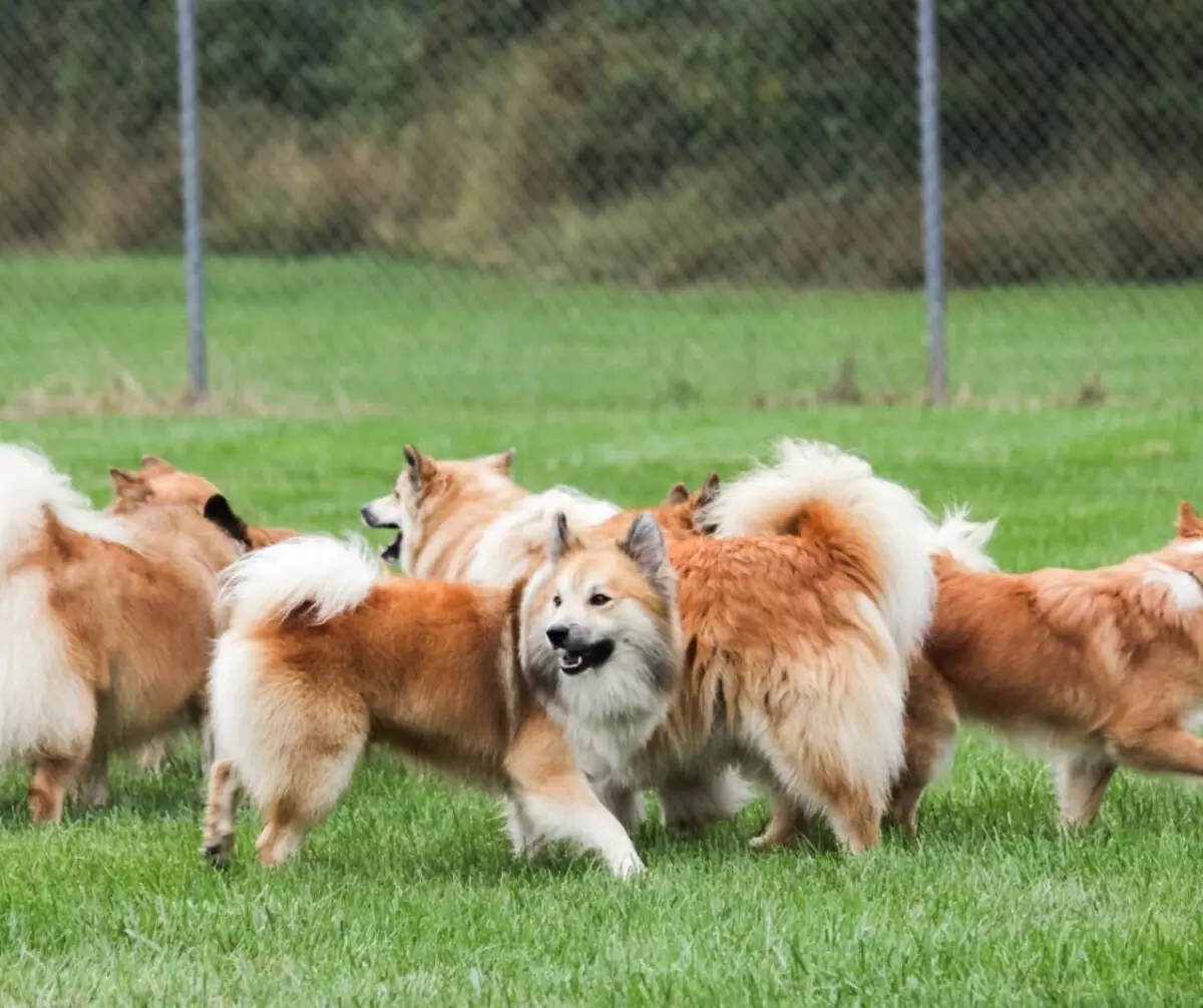 Igelandic Dog (27 Mga Litrato): Paglaraw sa Iceland Chamers, ang sulud sa mga itoy ug pag-atiman kanila 12328_5