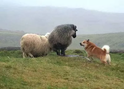 冰岛狗（27张）：冰岛牧羊犬的描述，小狗的内容和他们的照顾 12328_6