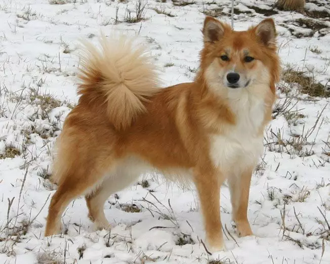 Icelandic dog (27 photos): Description of the Icelandic Shepherd, the content of puppies and care for them 12328_8