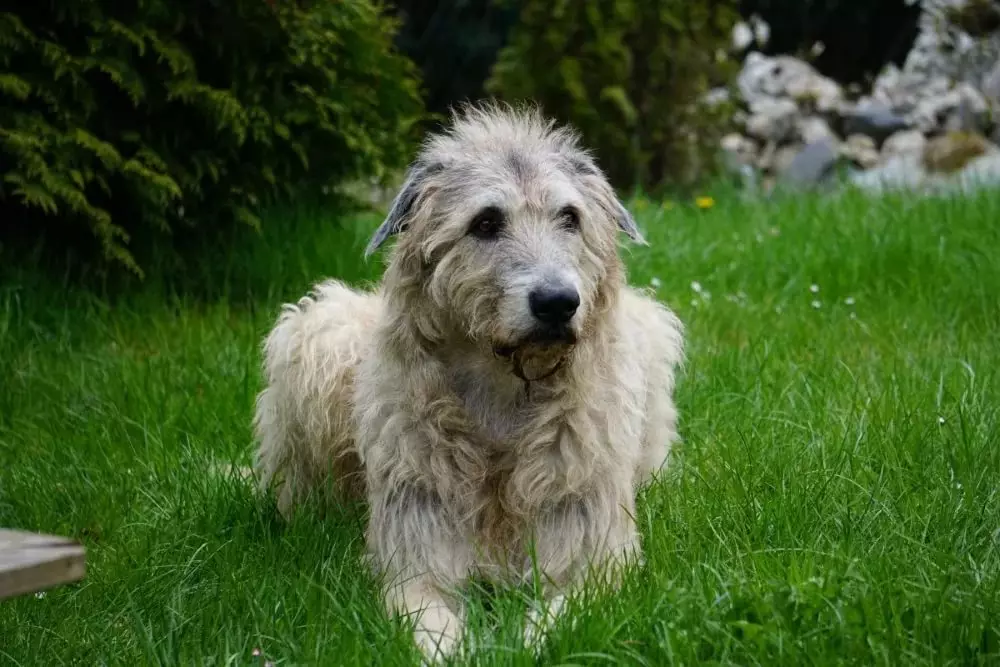 Irish Wolfhound (64 photos): character and relationship with man, description of the puppies of this breed of dogs and sizes, differences from the dirhaound 12329_10