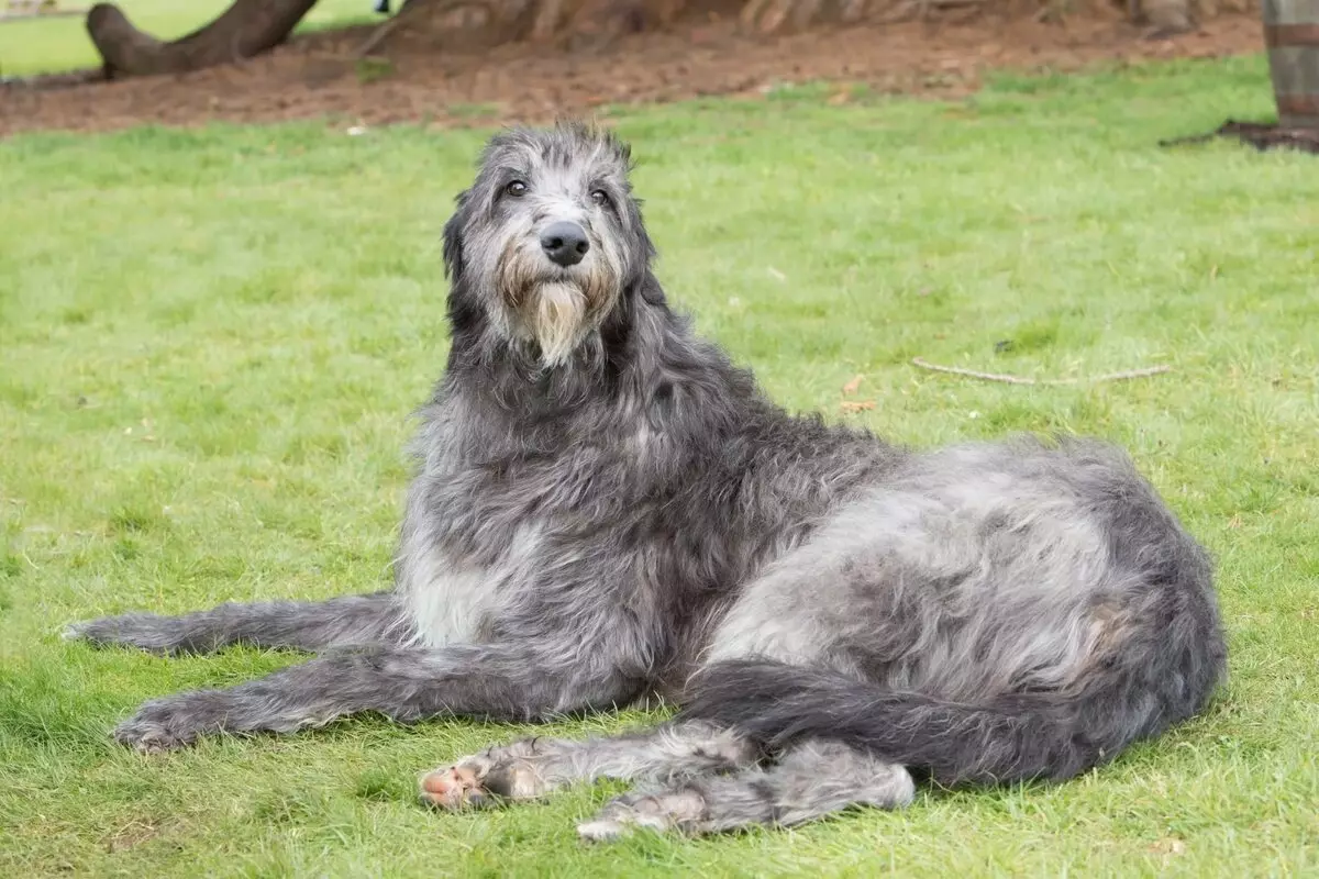 Irish Wolfhound (64 photos): character and relationship with man, description of the puppies of this breed of dogs and sizes, differences from the dirhaound 12329_11