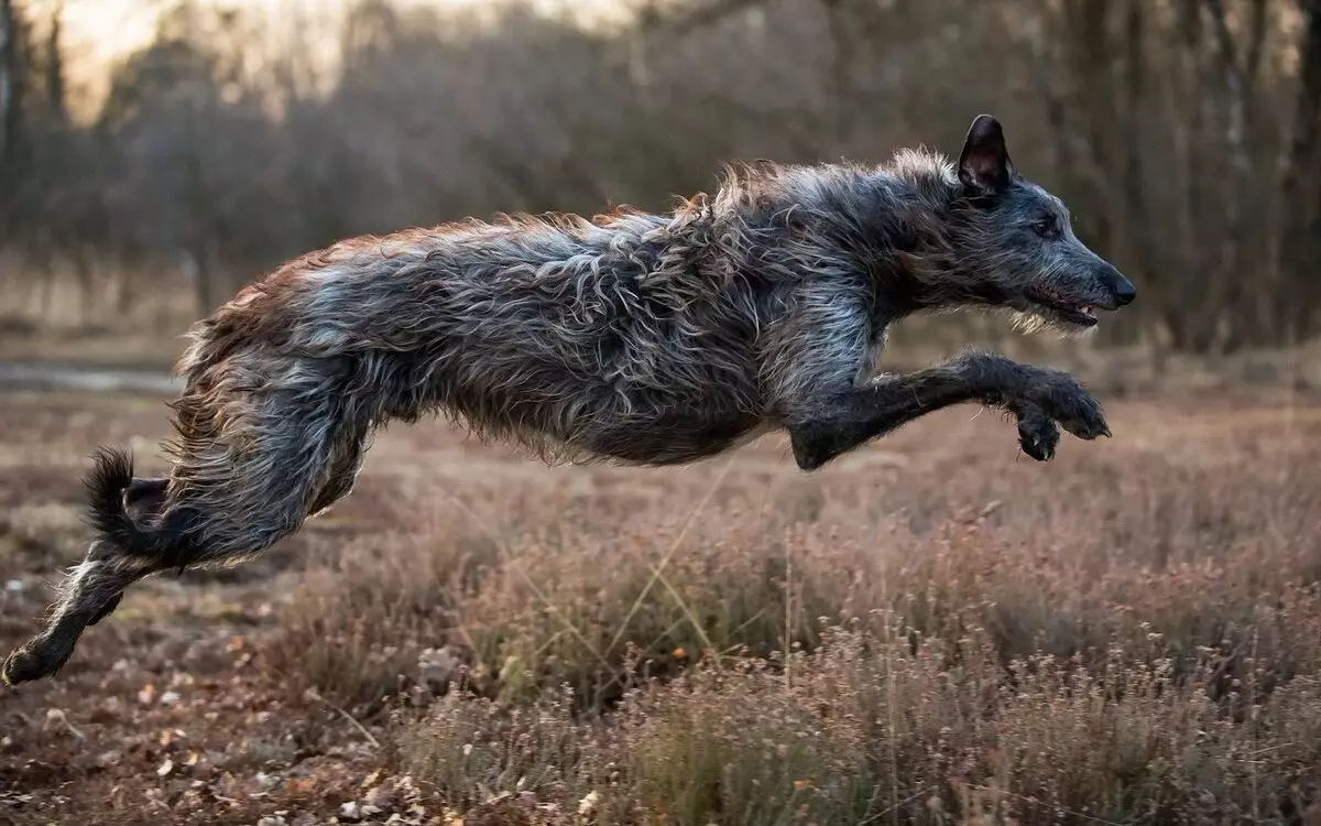 Irland Wolfhour (64 surat): 64 surat): häsiýet we manhal bilen bolan häsiýet we gatnaşyklar, şonuň üçin Dirhawaund-dan tapawutlaryň güjükleriniň beýany 12329_12