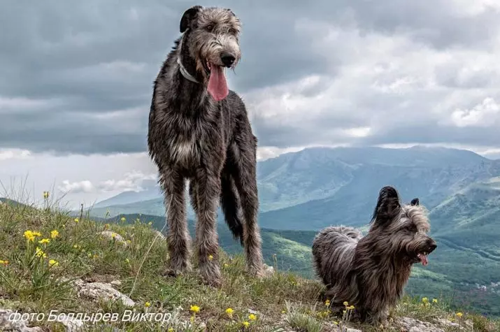 Irish Wolfhound (64 photos): character and relationship with man, description of the puppies of this breed of dogs and sizes, differences from the dirhaound 12329_16