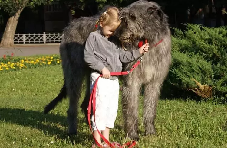 Irish Wolfhound (64 photos): character and relationship with man, description of the puppies of this breed of dogs and sizes, differences from the dirhaound 12329_19