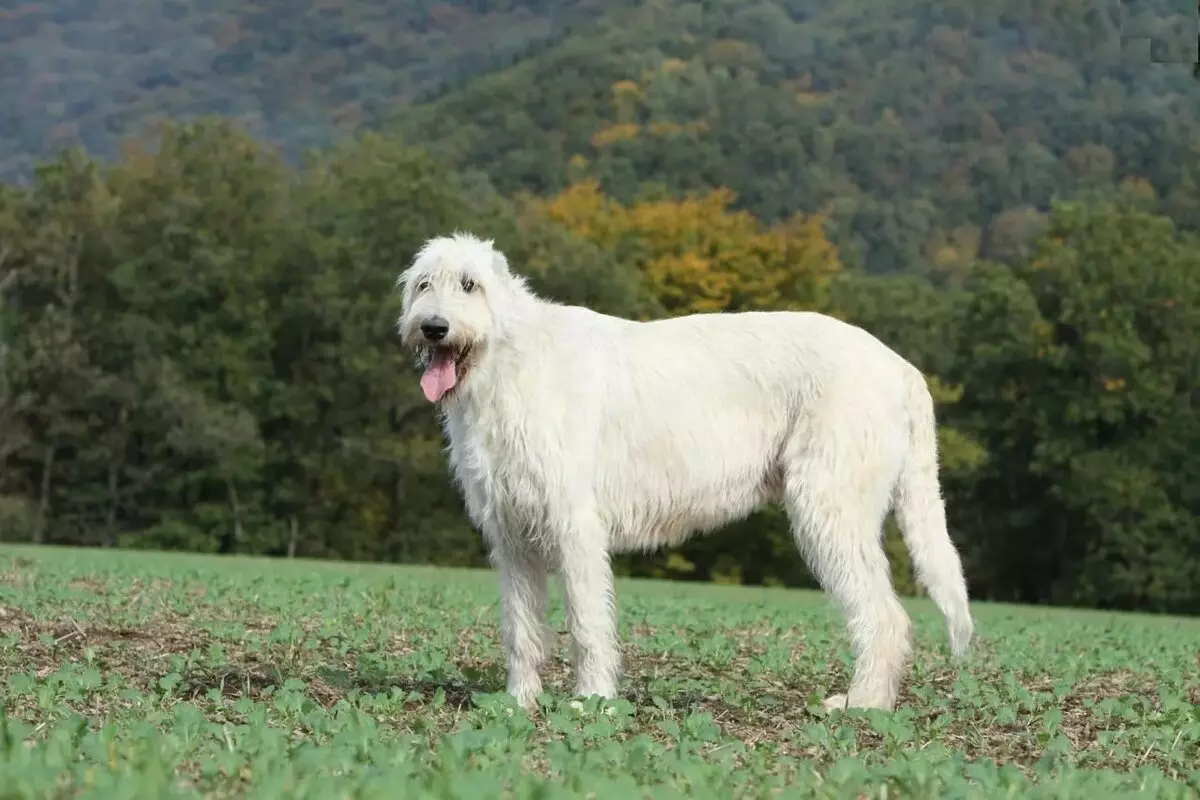 Irish Wolfhound (64 photos): character and relationship with man, description of the puppies of this breed of dogs and sizes, differences from the dirhaound 12329_2